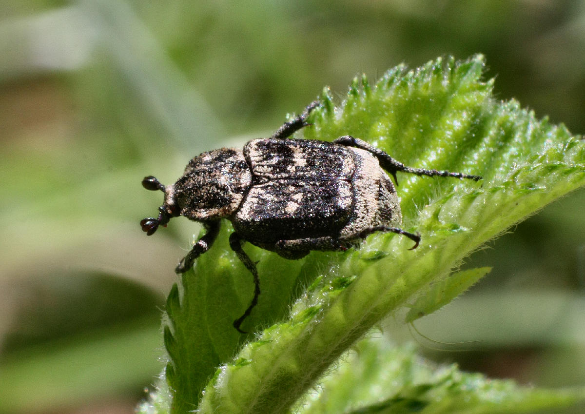 coleottero da identificare - Valgus hemipterus